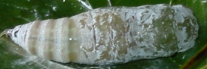 Pupae Top of Narrow-banded Awl - Hasora khoda haslia